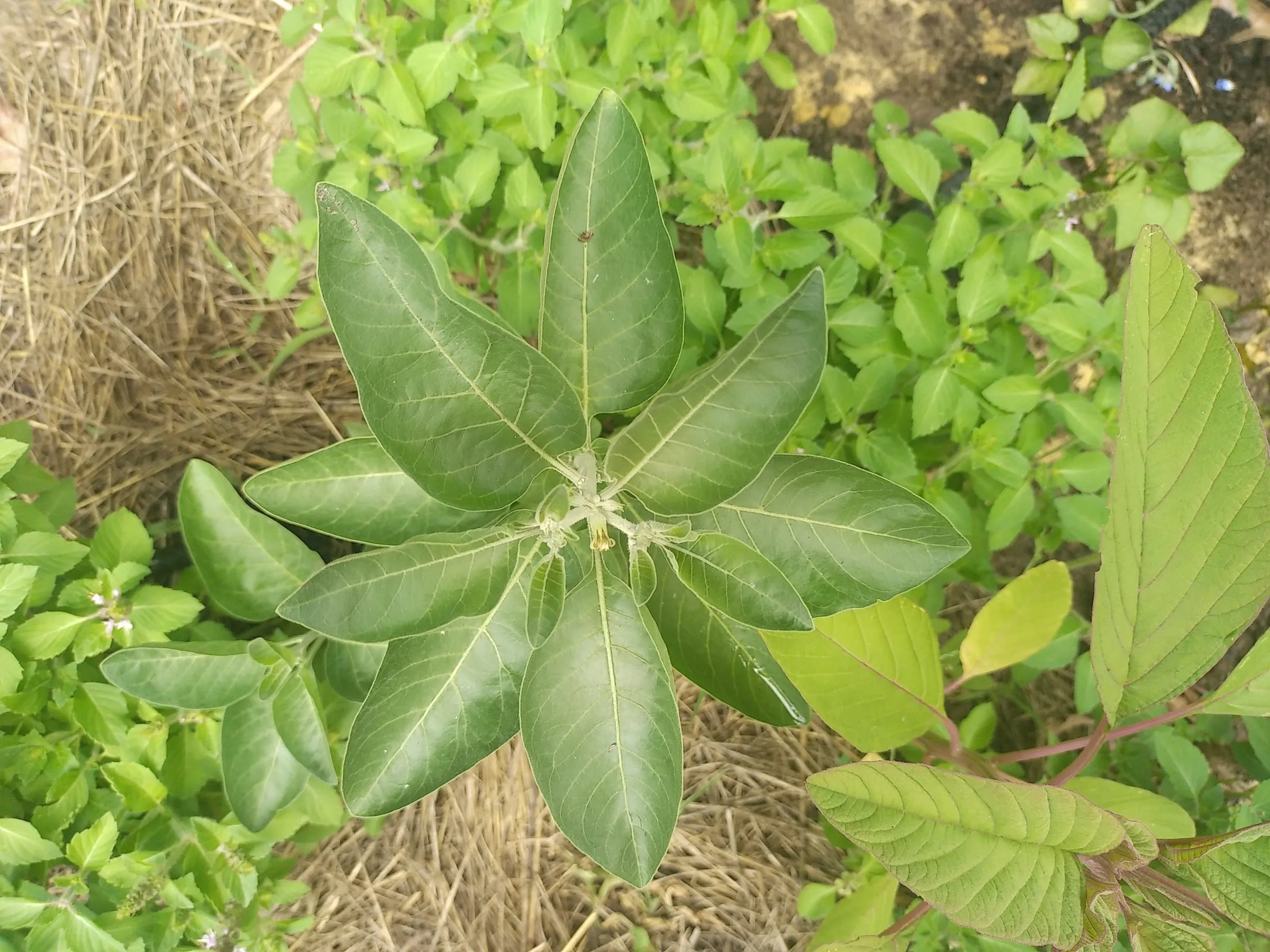 Jeune plant d’ashwagandha entouré de paillage