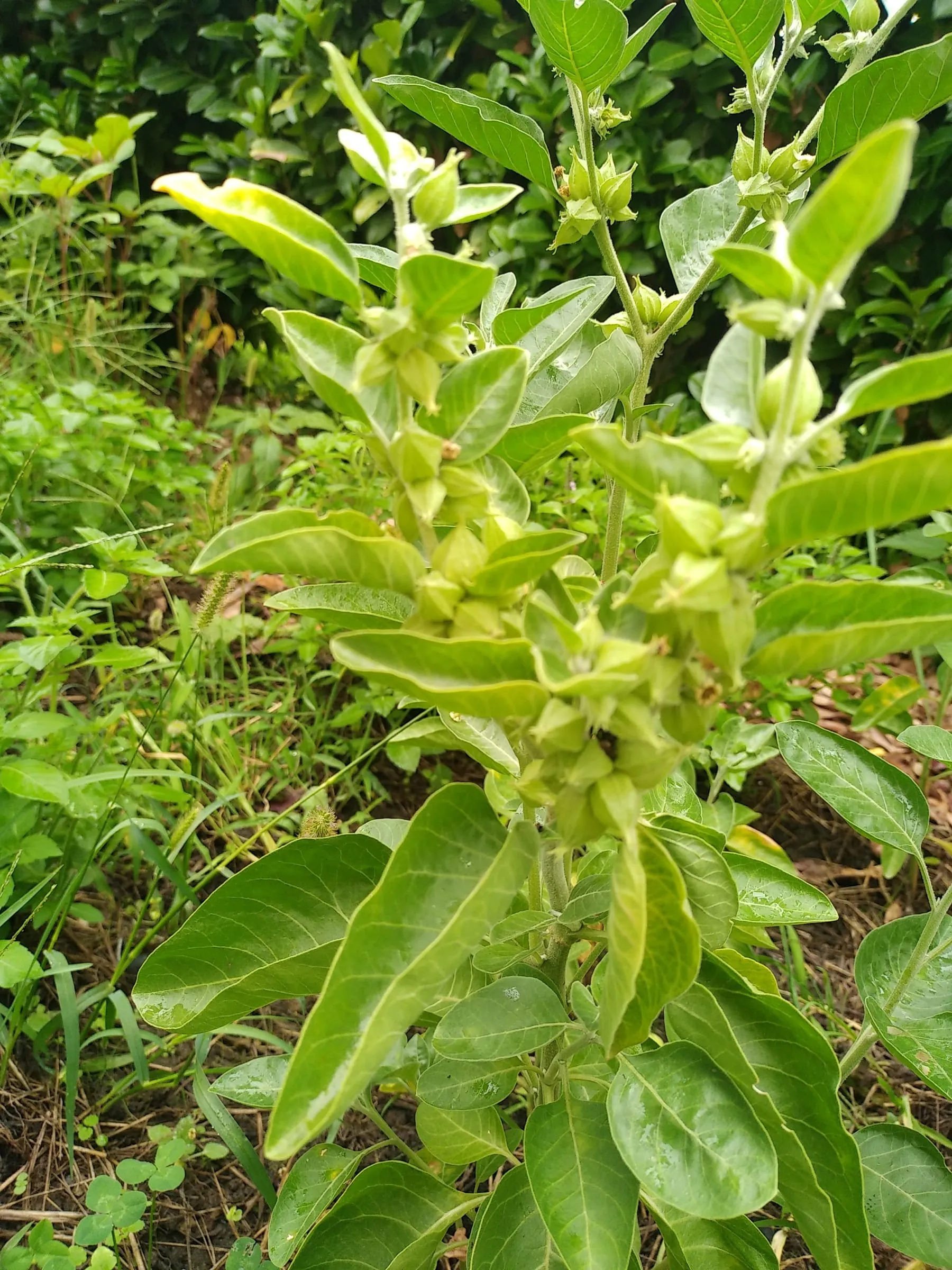 Plant d’ashwagandha en pleine croissance