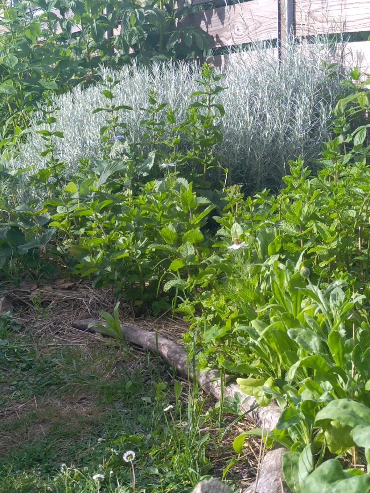 Allée du jardin bordée de plantes aromatiques au feuillage argenté