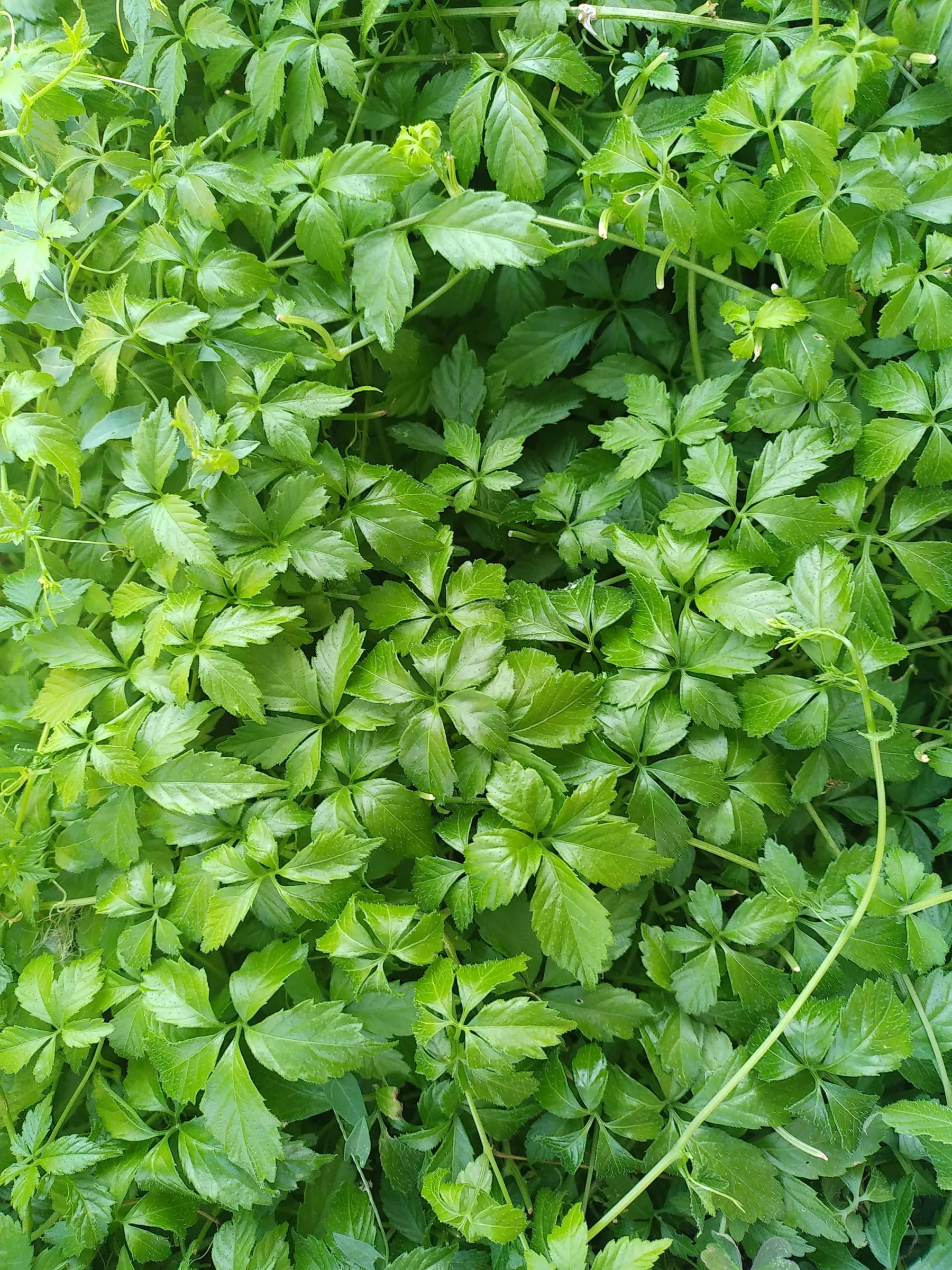 Feuillage dense du jiaogulan
