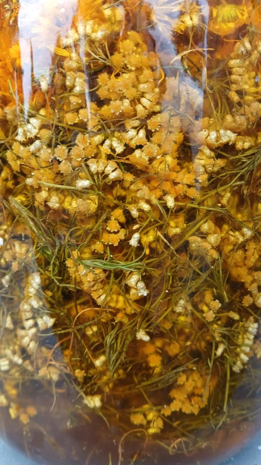 Bocal de fleurs jaunes en macération dans l'huile, base des baumes