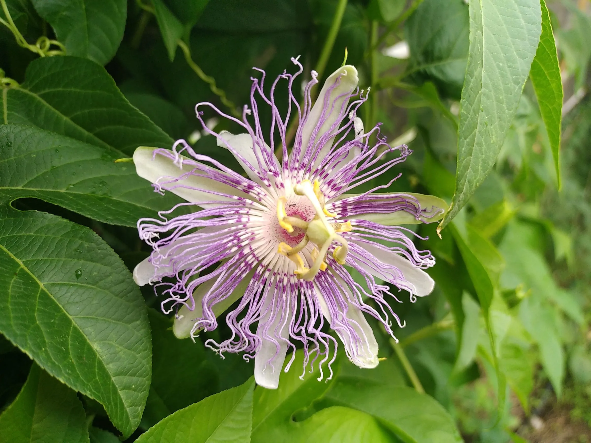 Fleur de passiflore aux longs filaments mauves et blancs