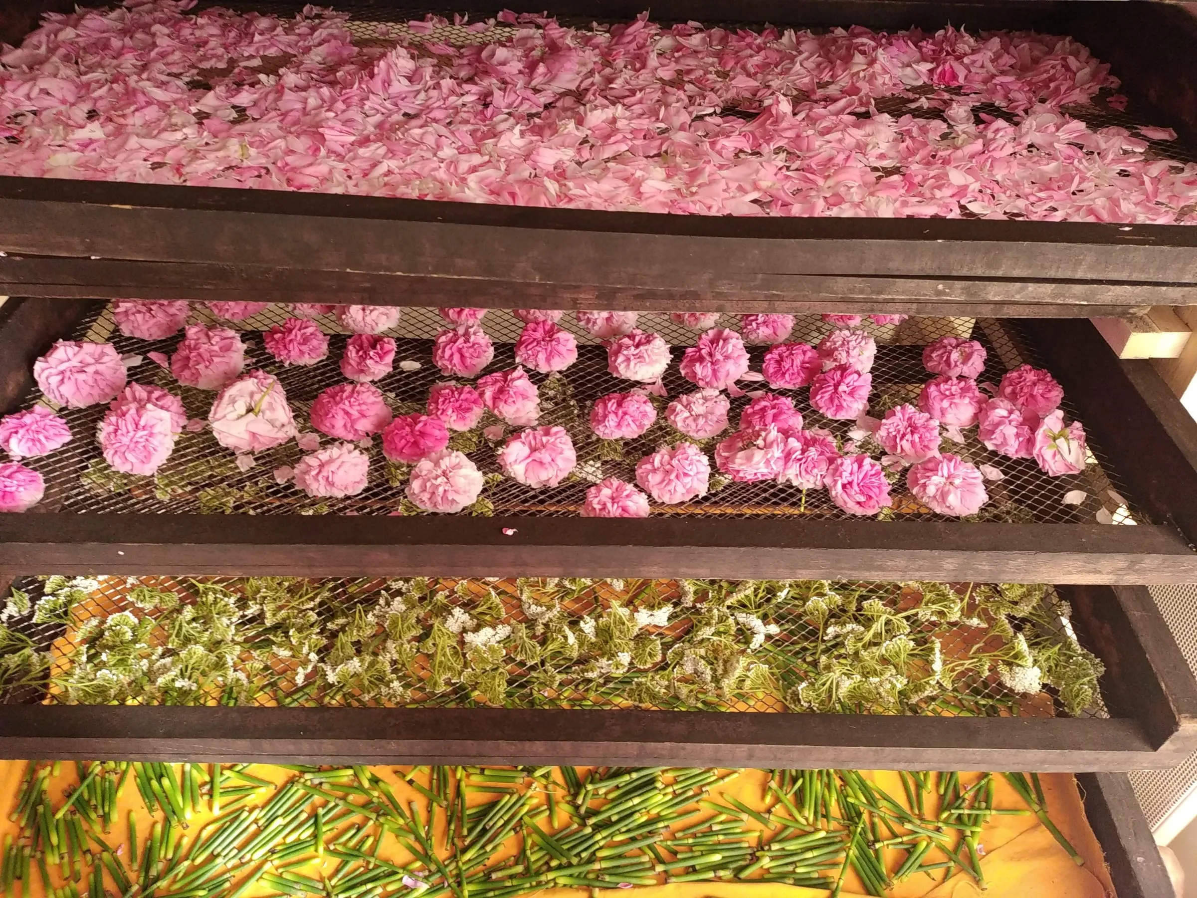 Claies de séchage chargées de pétales et de boutons de roses
