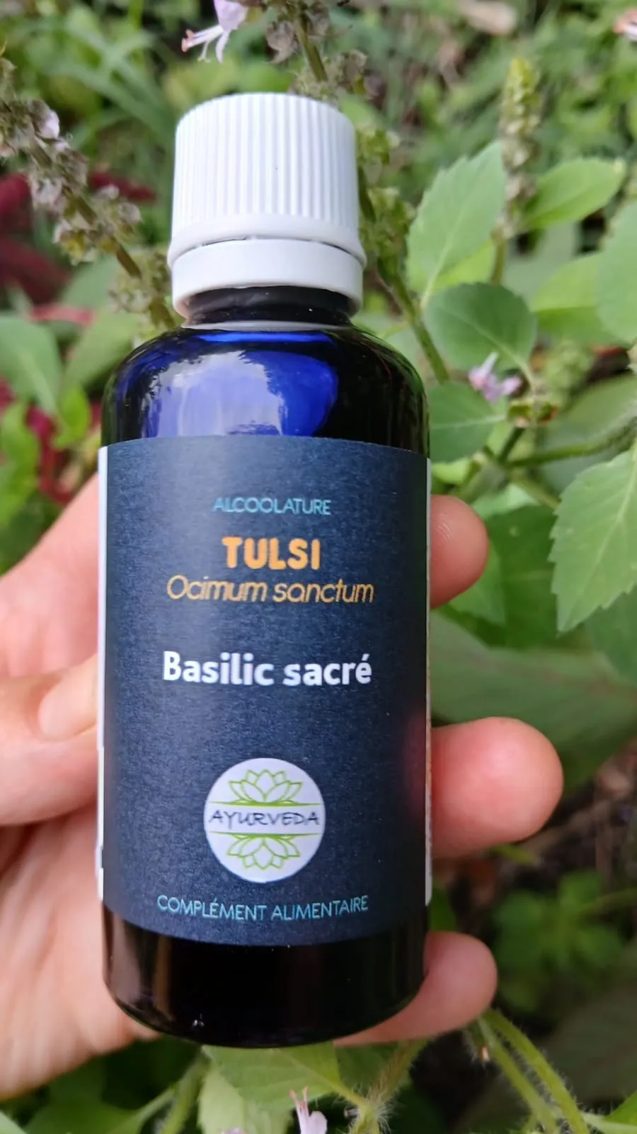 Flacon d'alcoolature de tulsi tenu devant le plant de basilic sacré en fleurs
